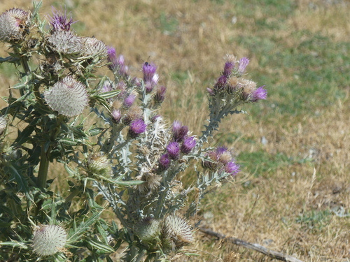 Carduus carlinoides, photograph 3