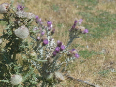 Carduus carlinoides, photograph (c) DDutrey, some rights reserved (CC BY)