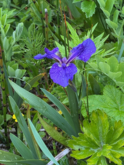 Iris setosa, photograph (c) Nikita Lavrenov, some rights reserved (CC BY)