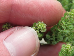 Lepidium oblongum