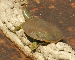 Apalone spinifera emoryi