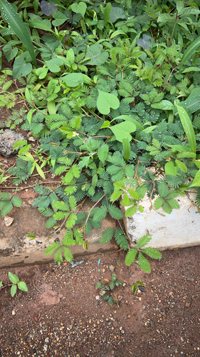Sensitive Plant