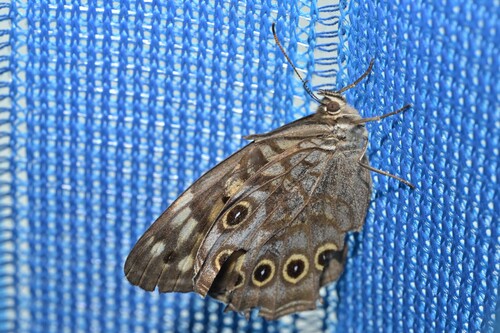 Kirinia epimenides