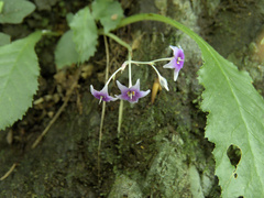 Conandron ramondioides