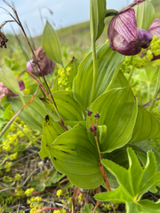 Cypripedium macranthos, photograph (c) Nikita Lavrenov, some rights reserved (CC BY)