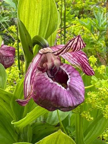 Cypripedium macranthos, photograph 4