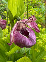 Cypripedium macranthos, photograph (c) Nikita Lavrenov, some rights reserved (CC BY)