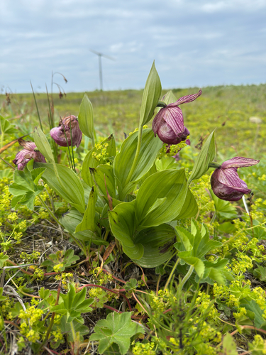 Cypripedium macranthos, photograph 3