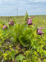 Cypripedium macranthos, photograph (c) Nikita Lavrenov, some rights reserved (CC BY)