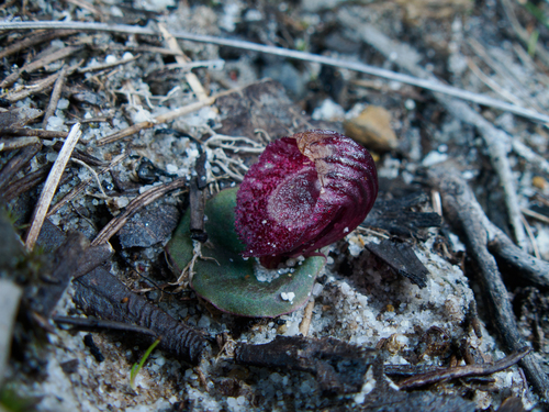 Corybas undulatus, 2026-08-01