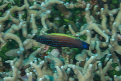 Labropsis xanthonota