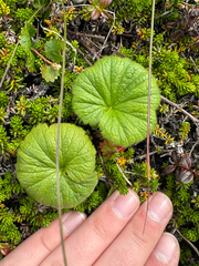 Geum calthifolium, photograph (c) Nikita Lavrenov, some rights reserved (CC BY)
