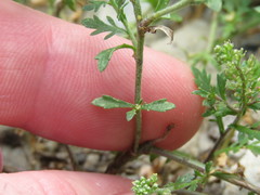 Lepidium oblongum