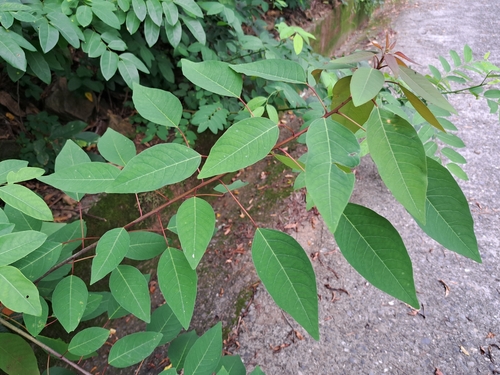 Triadica cochinchinensis, photograph 6