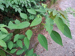 Triadica cochinchinensis, photograph (c) vrxz, some rights reserved (CC BY-SA)