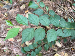Styrax formosanus