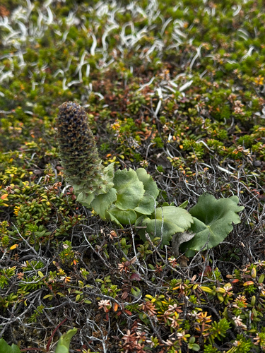 Lagotis glauca, photograph 6