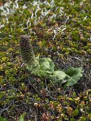 Lagotis glauca, photograph (c) Nikita Lavrenov, some rights reserved (CC BY)