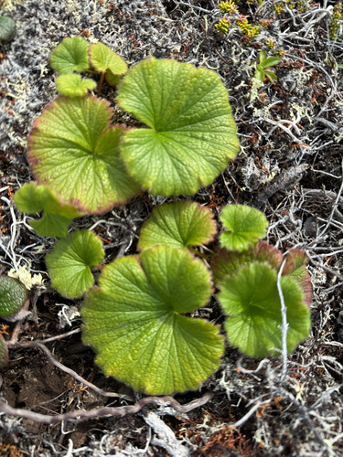 Geum calthifolium, photograph 5
