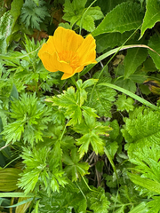 Trollius riederianus
