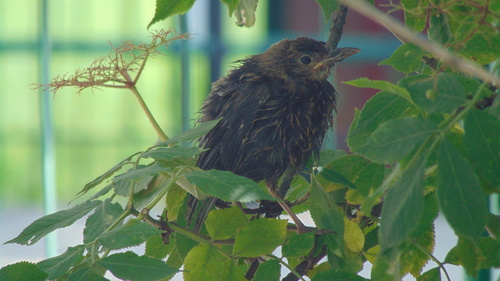 Eurasian Blackbird