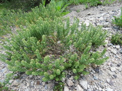 Lepidium oblongum