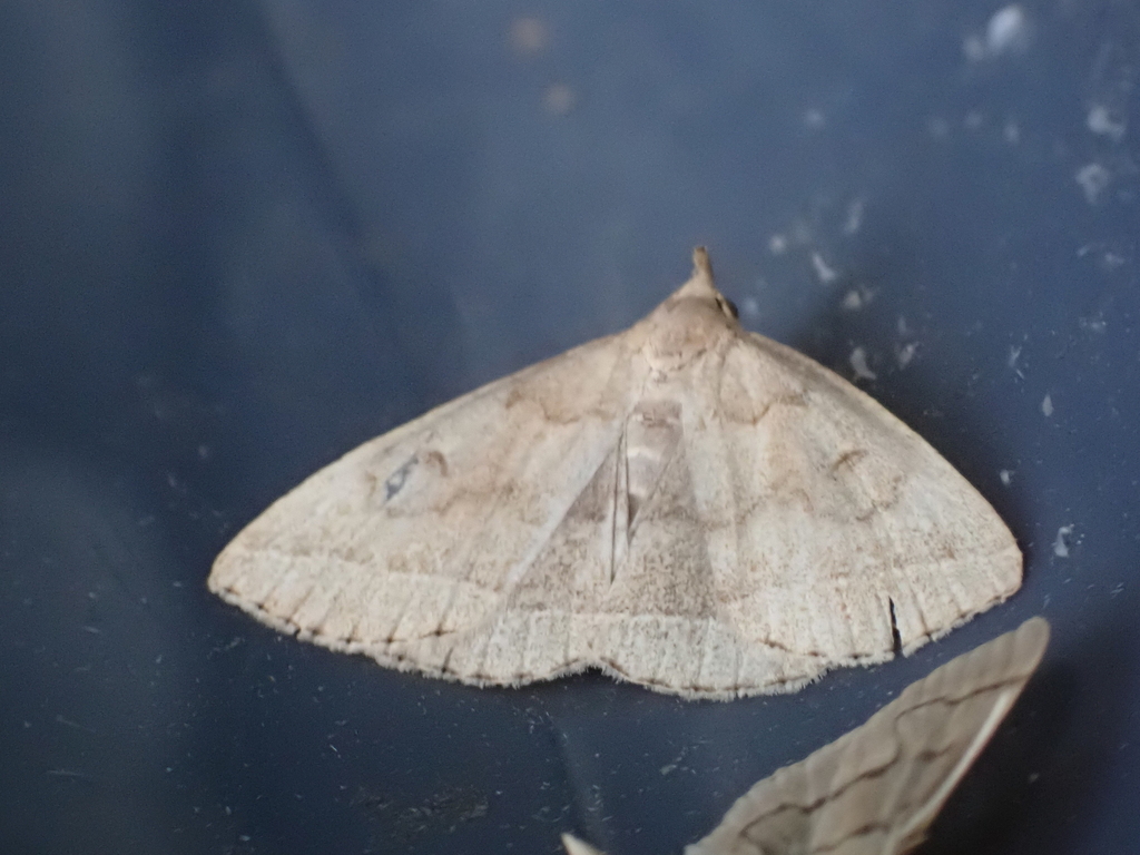 Wavy-lined Fan-foot