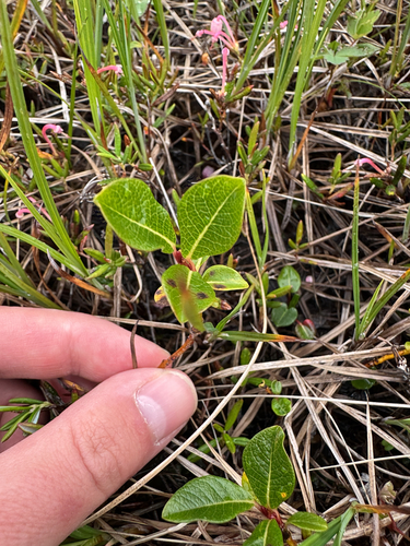 Alaska bog willow (Salix fuscescens)