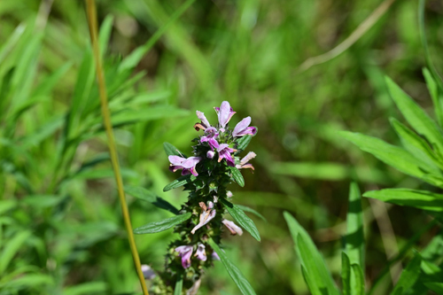 Chinese motherwort