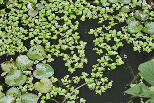 greater duckweed