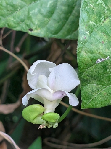 Leptospron adenanthum observed 2026-08-01