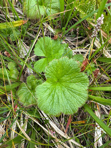 Geum calthifolium, photograph 4
