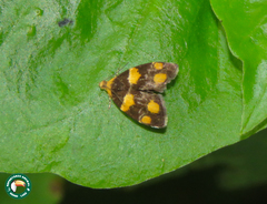 Anthophila flavimaculata