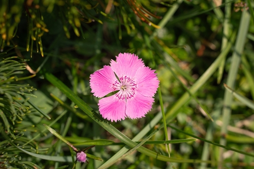 Dianthus alpinus, photograph 1