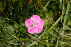 (c) Philipp Pavelka, some rights reserved (CC BY) Dianthus alpinus, photograph (c) Philipp Pavelka, some rights reserved (CC BY)