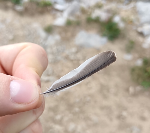 Plume de Linotte mélodieuse
