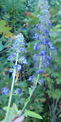 Coleus hereroensis