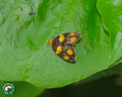 Anthophila flavimaculata