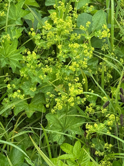 Alchemilla subcrenata