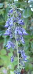 Coleus hereroensis