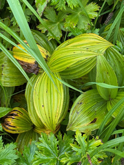 Veratrum oxysepalum, photograph (c) Nikita Lavrenov, some rights reserved (CC BY)