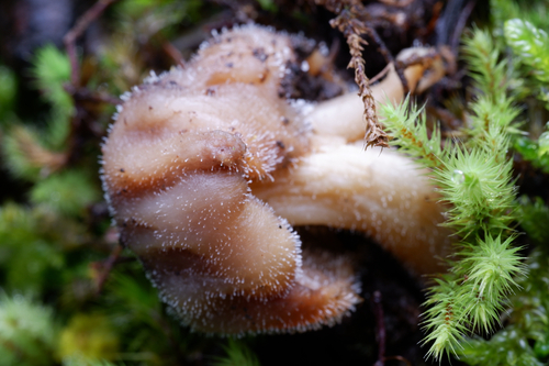 Dendrostilbella mycophila