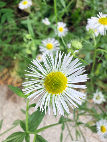 annual fleabane
