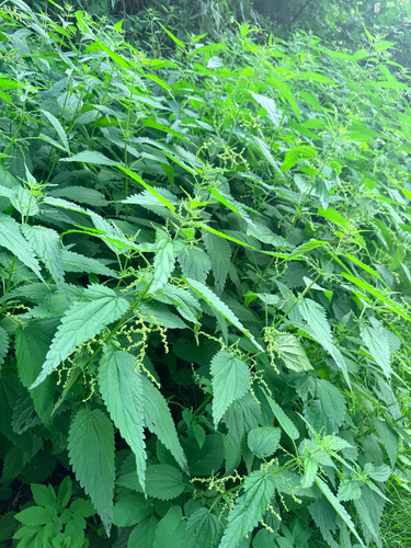 great stinging nettle