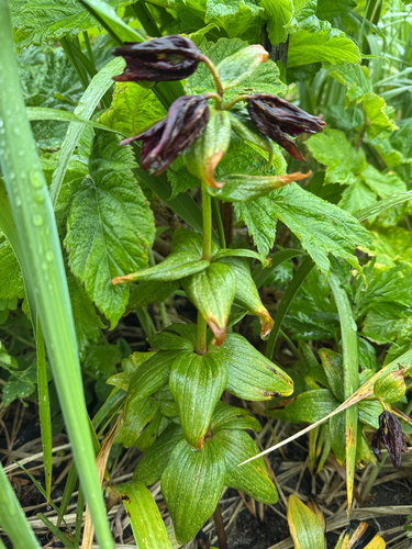 Fritillaria camschatcensis, photograph 3