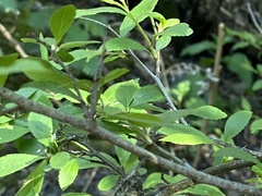Berberis vulgaris