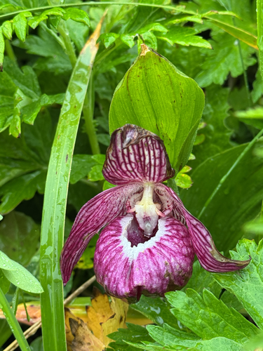 Cypripedium macranthos, photograph 2
