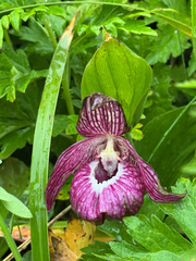 Cypripedium macranthos, photograph (c) Nikita Lavrenov, some rights reserved (CC BY)