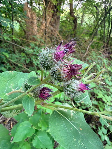 Woolly Burdock
