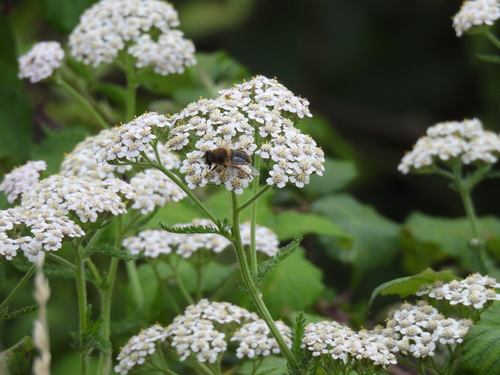 Common Drone Fly